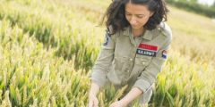 testing wheat for disease trials and measuring reflectance in wheat field
