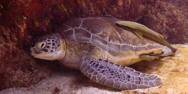 Turtle swimming in the sea