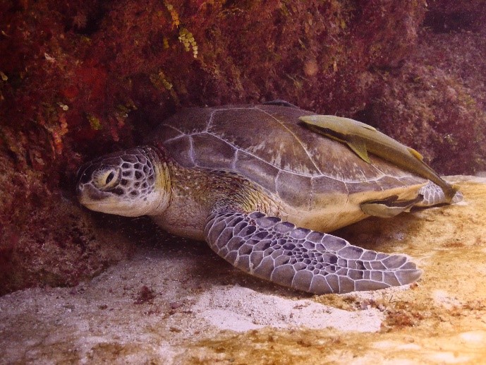 Turtle swimming in the sea