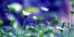 A white flower on blue background