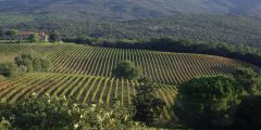 Landscape of vineyards with mountains behind