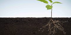 Plant growing in soil with roots visible