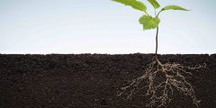 Soils have the potential to capture carbon. This image shows a plant growing in soil with its roots visible