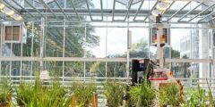 Glasshouse with plants growing in soil