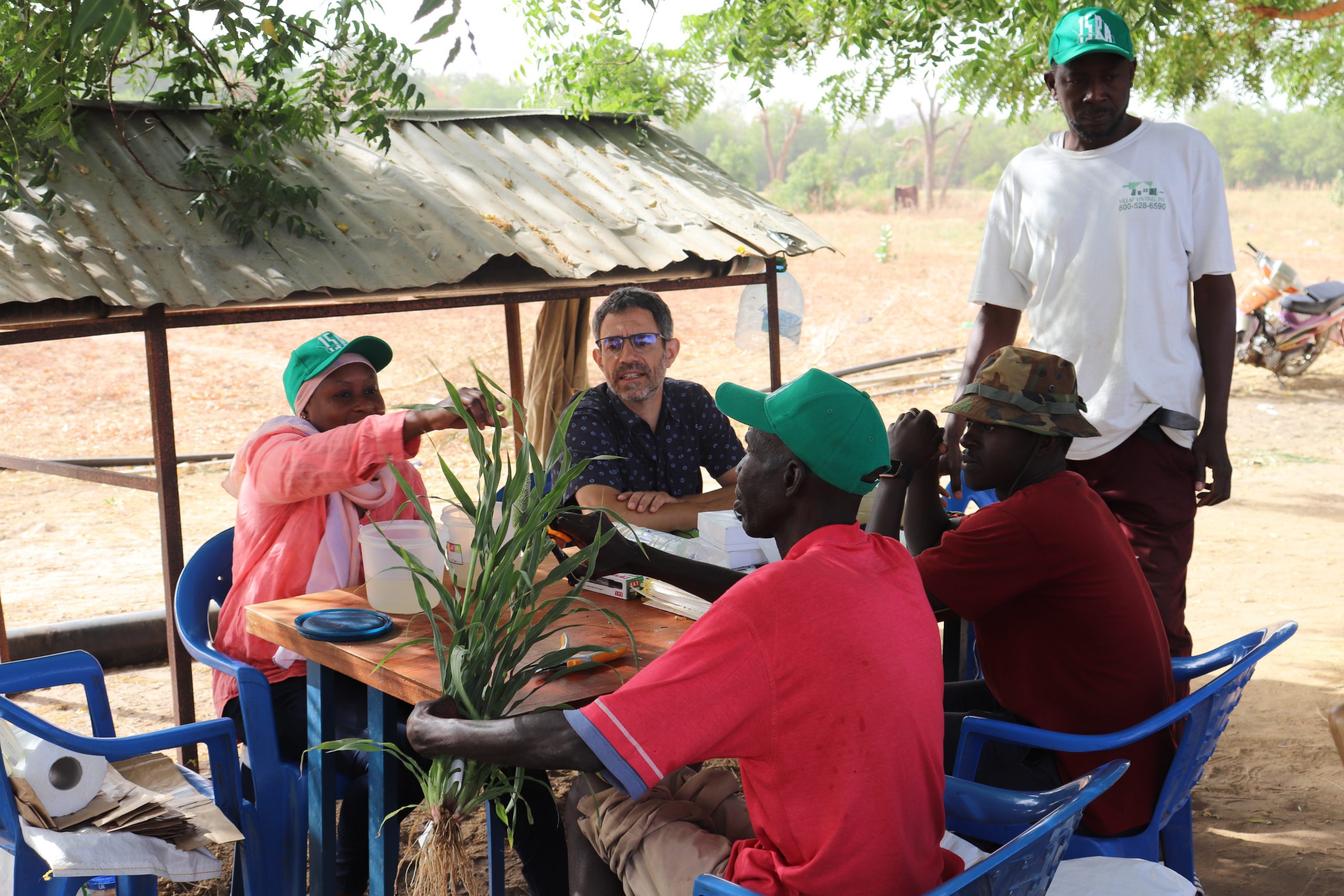 A group of people gathered around a table discussing pearl millet. A pearl millet plant is held by one person in a green cap. Pearl millet needs to become tolerant to drought.