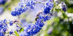 Adaptation and Evolution - Lavender Plants on Campus