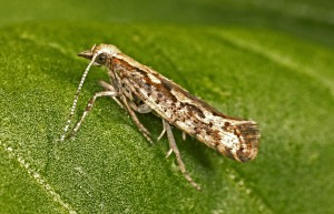 Photo by David McClenaghan, CSIRO