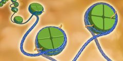 Epigenetics describes modifications to the genome that can be passed on to future cells.These changes do not alter the nucleotide sequence of the DNA-the As, Gs, Ts, and Cs that make up our genes. Rather, they modify the "backbone" that supports the DNA sequence. These modifications influence when and how often a gene is active. Credit: Darryl Leja, NHGRI.