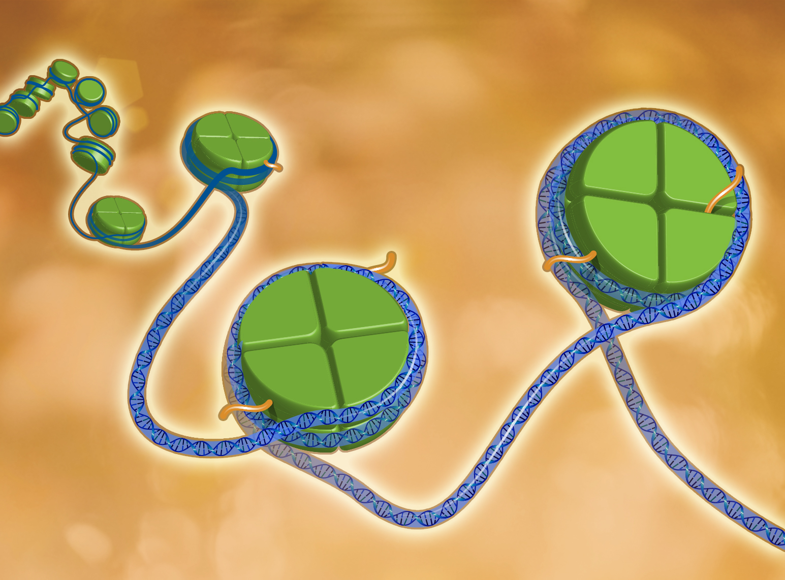 Epigenetics describes modifications to the genome that can be passed on to future cells.These changes do not alter the nucleotide sequence of the DNA-the As, Gs, Ts, and Cs that make up our genes. Rather, they modify the "backbone" that supports the DNA sequence. These modifications influence when and how often a gene is active. Credit: Darryl Leja, NHGRI.
