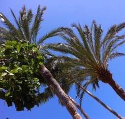 Palm trees