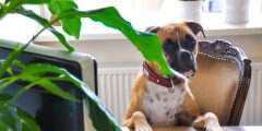 Dog behind computer
