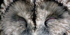 Owl sleeping in daylight