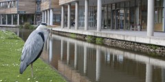 Heron waiting for fish on Jubilee Campus
