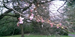 Blossom on campus, December 2015